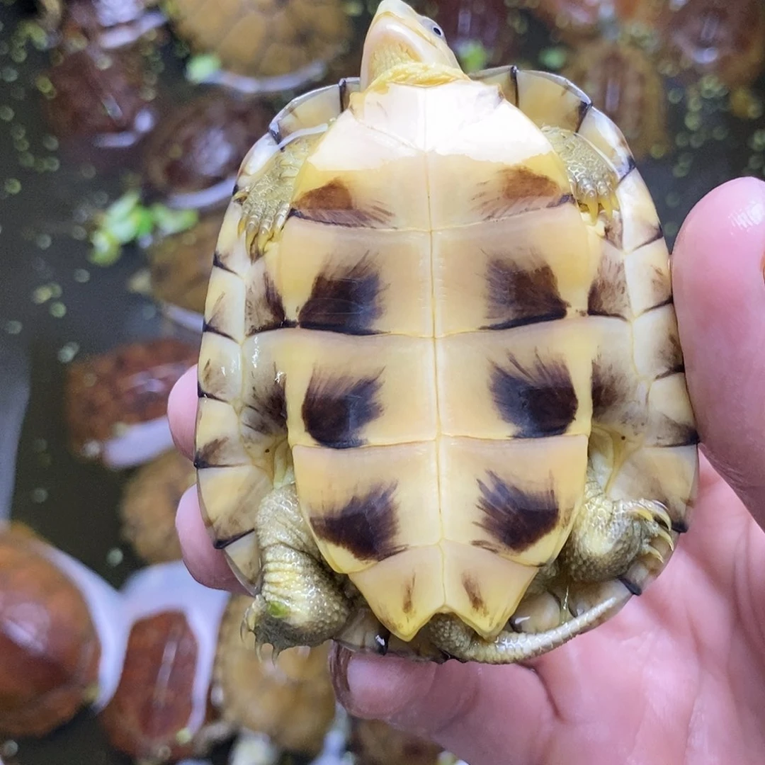 不分公母绿毛龟来***水