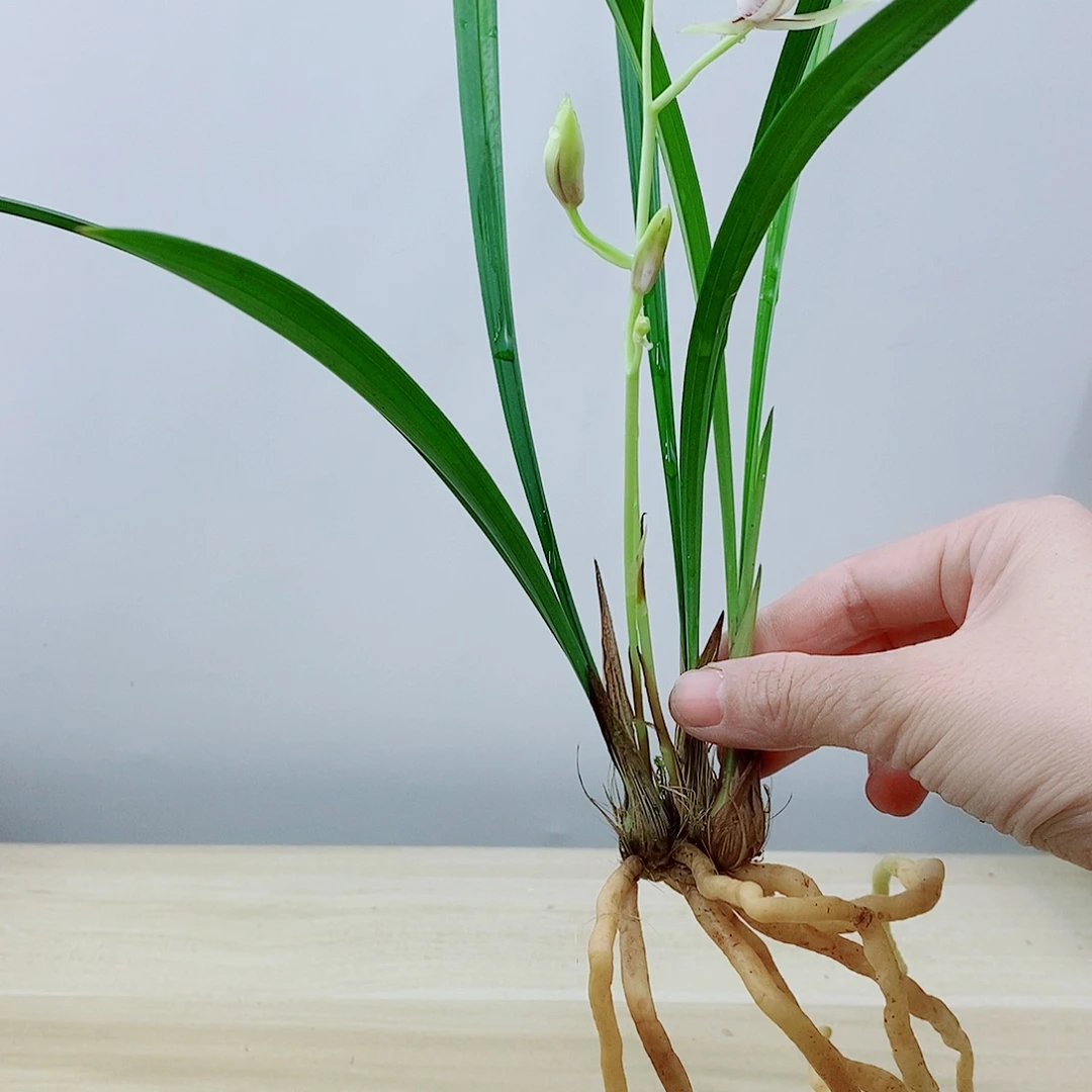 当前无花栽培后可以开花雪
