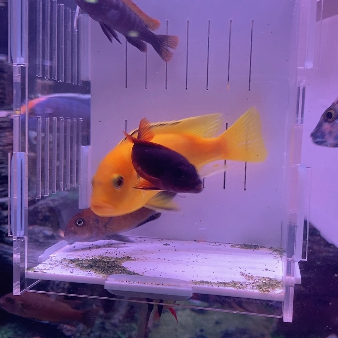 *****慈鲷鱼直播4条60-40-40-20