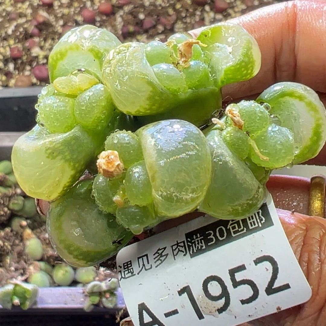 多肉植物1111111111111111111