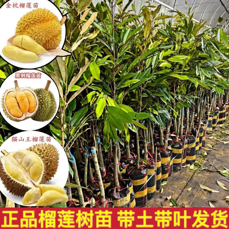 金枕猫山王黑刺榴莲嫁接苗带土带叶发盆栽地栽南方种植