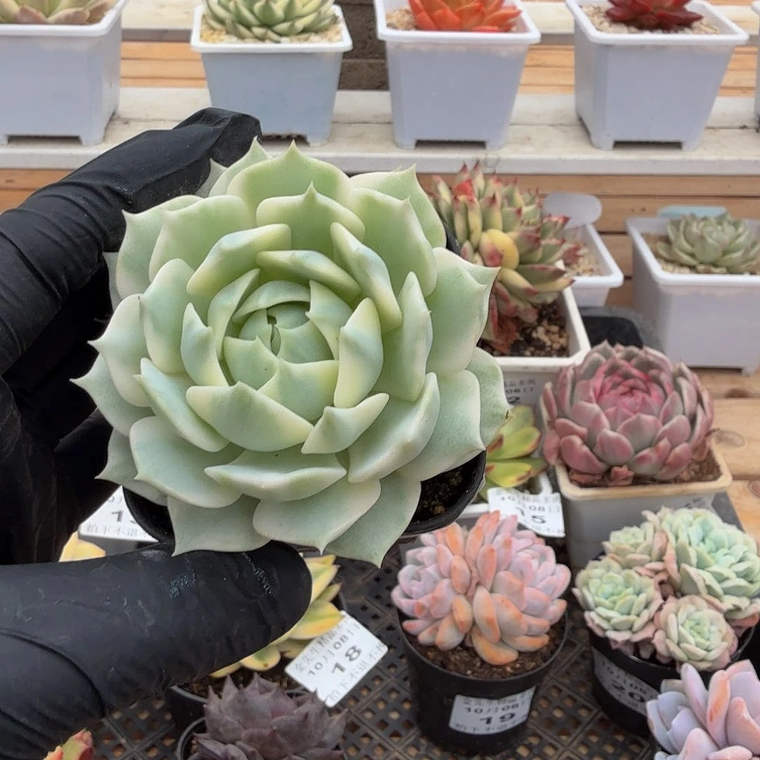 1008-23露那莲锦单头