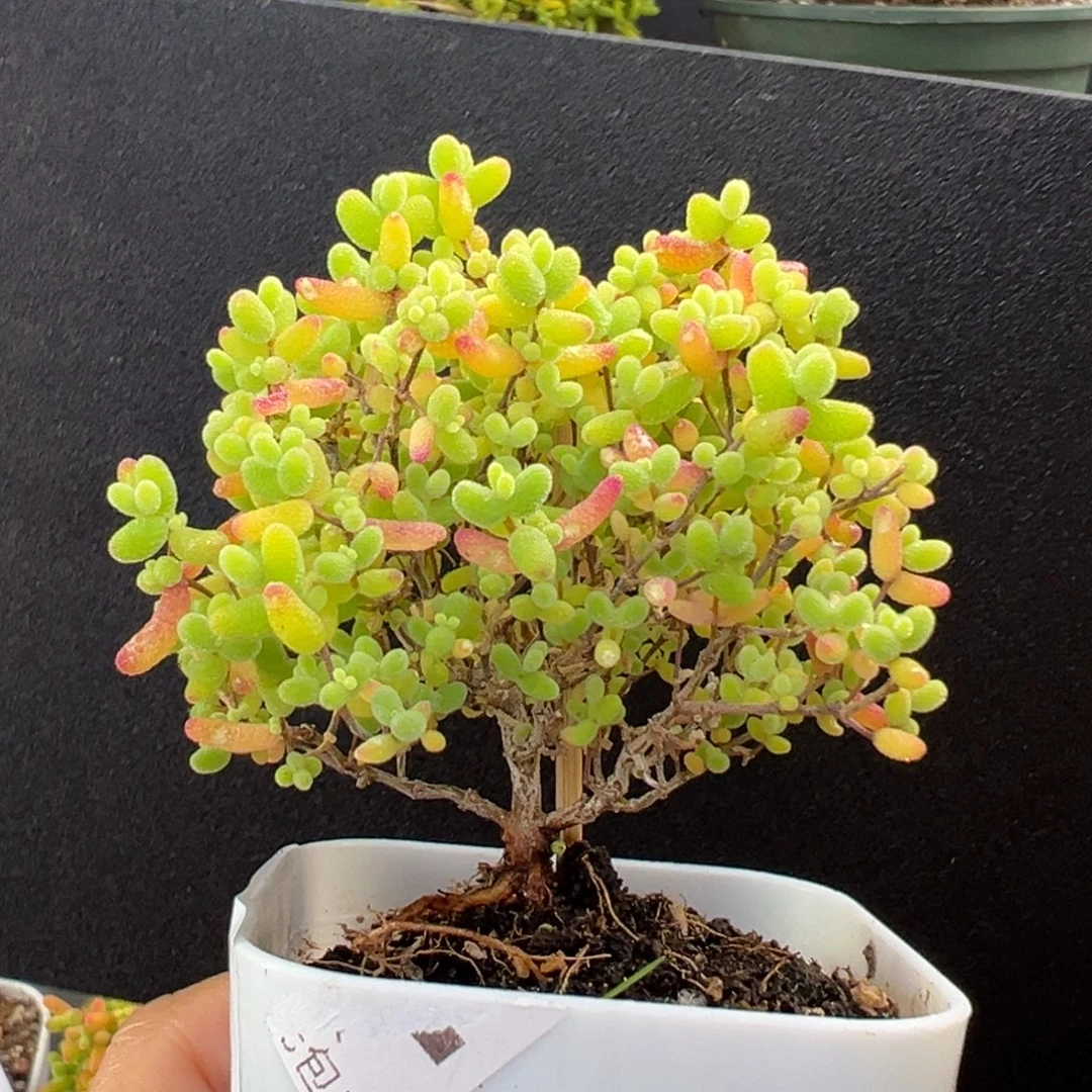 dy3466精控蜜橘糖球冠幅5.5cm