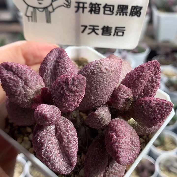 138号— 专拍专拍专拍