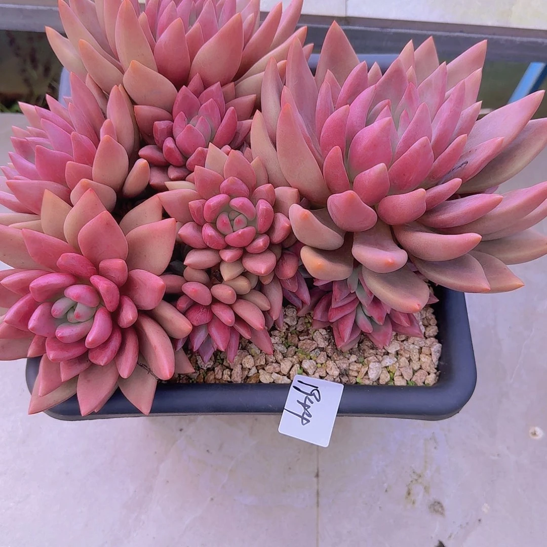 宝***昱1944桃花源多肉植物