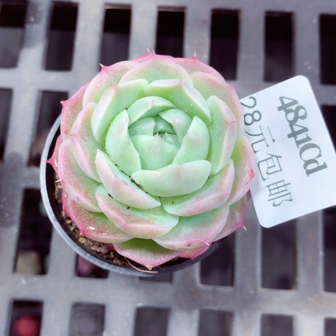 5厘米盆精控多肉4841