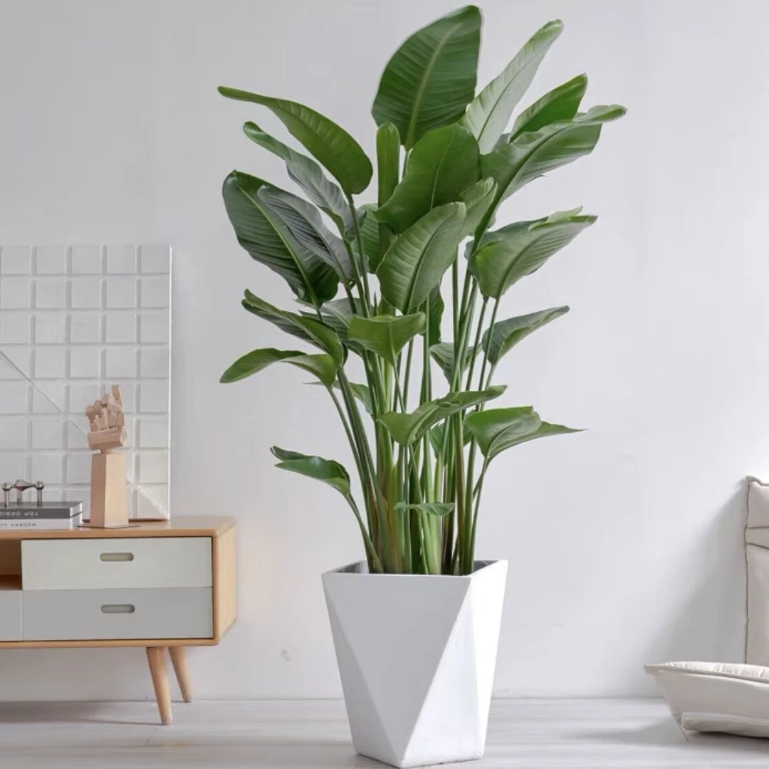 天堂鸟盆栽客厅大型绿植150cm高室内落地办公室四季好养
