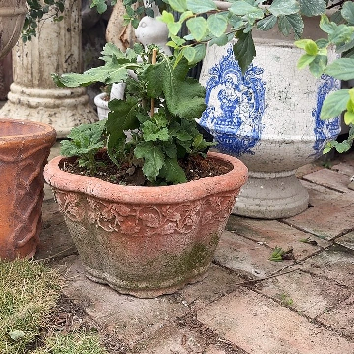 许纯的花房 大海棠口