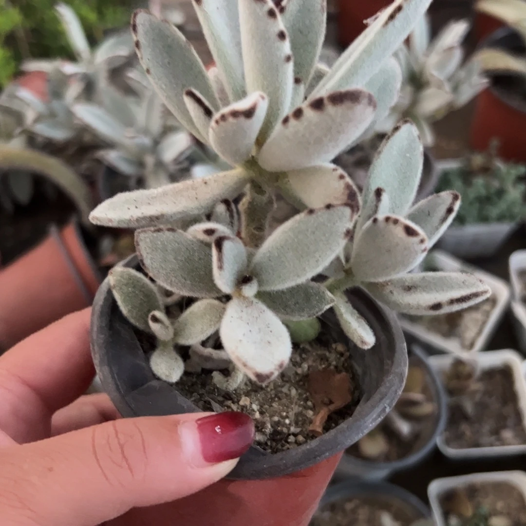 多肉植物多肉植物