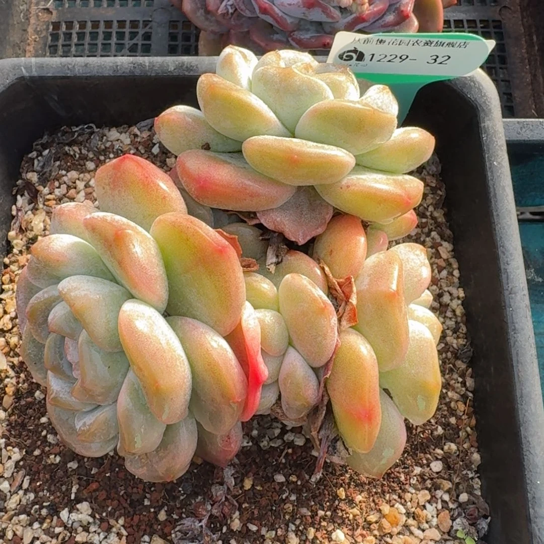 从前慢花园多肉编号1229-32