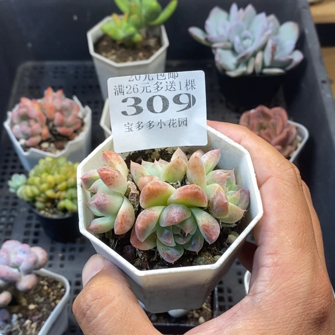 如梦令四头一物一拍满20元包邮满26送一颗