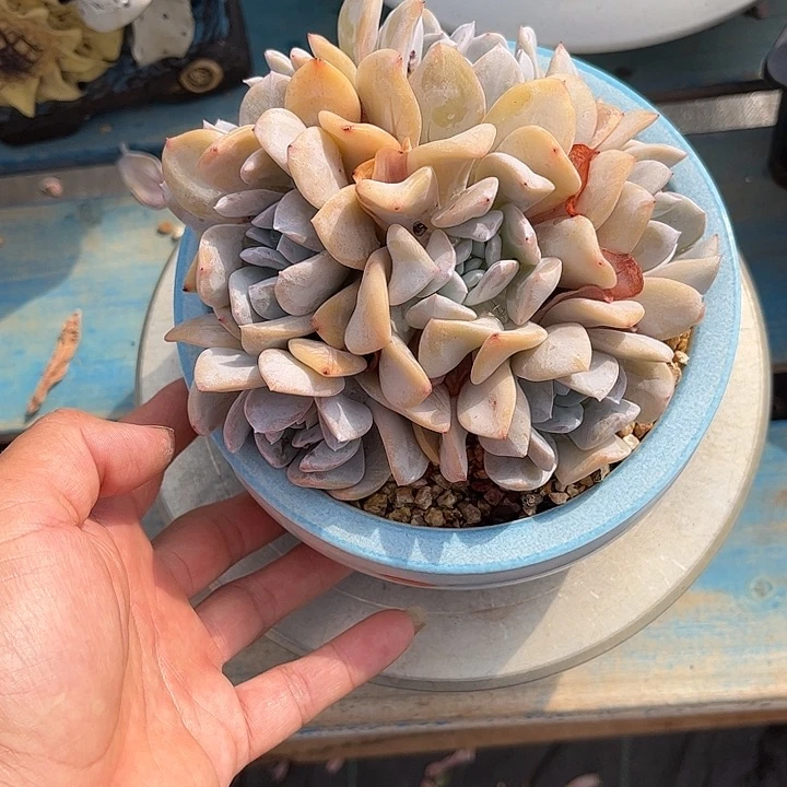 发货多肉植物一物一拍