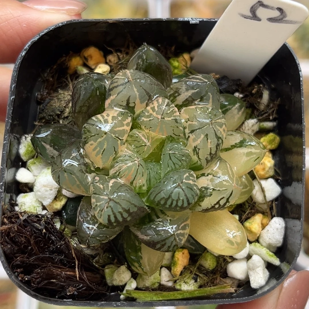 52塑料皮玉露锦福利专场