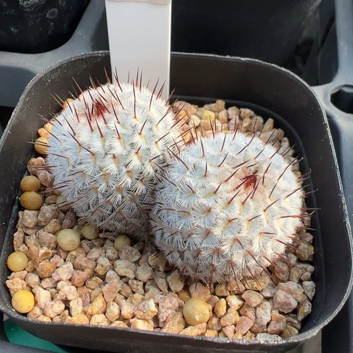 125实生根自然双头直刺佩雷多肉植物带盆土