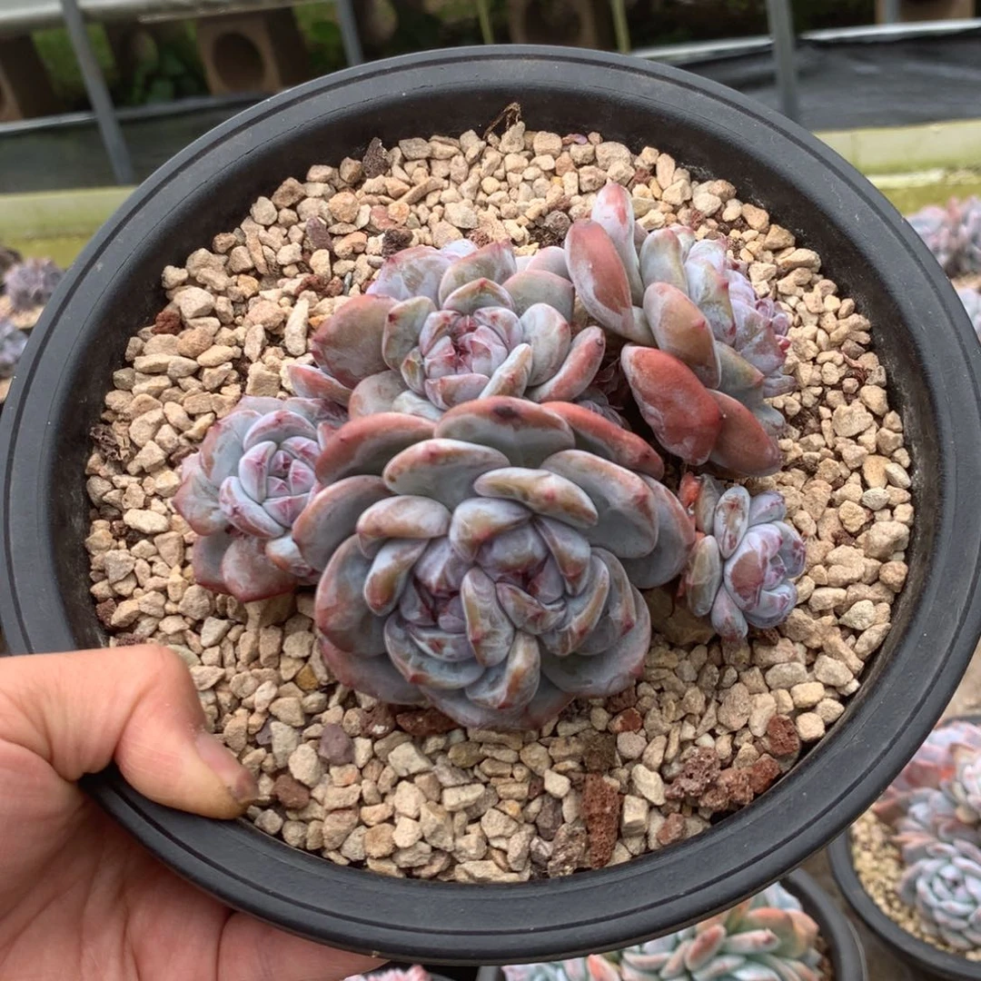 无花朵花花花花花花花花31