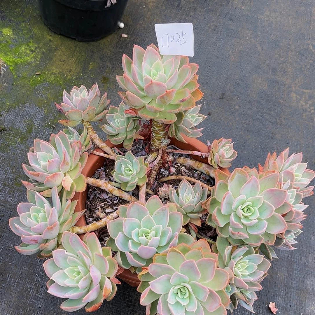 麻****园丝绸面纱群17025