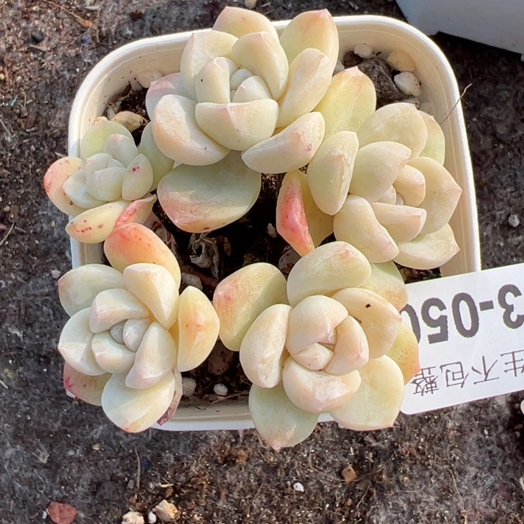 小卡拉米糖心一物一拍3-50