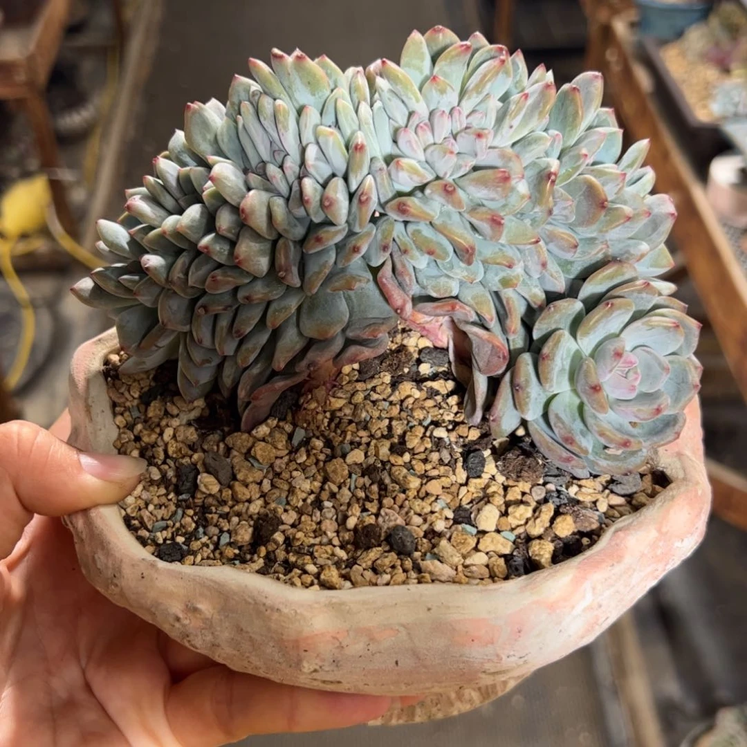 又****班20头+星影朵朵缀老桩-跟班
