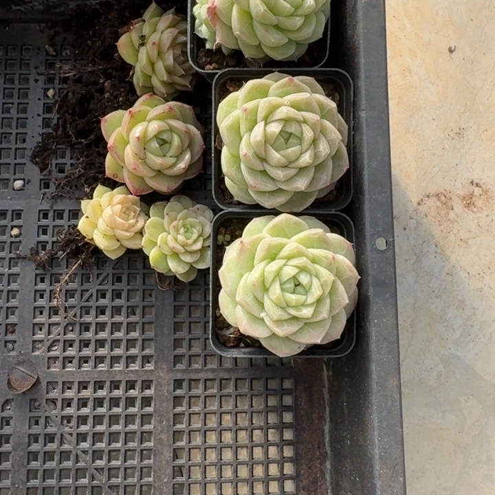 大***包麦秆混搭小单头混搭