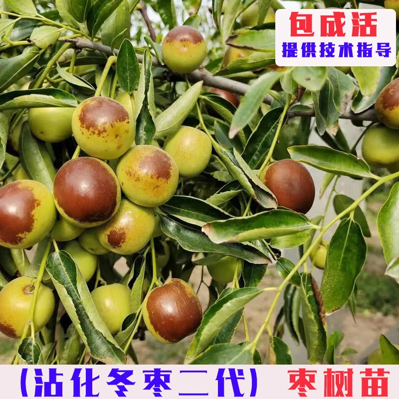 嫁接沾化二代冬枣树苗特大脆甜冬枣树活苗南北方庭院盆栽地栽果苗