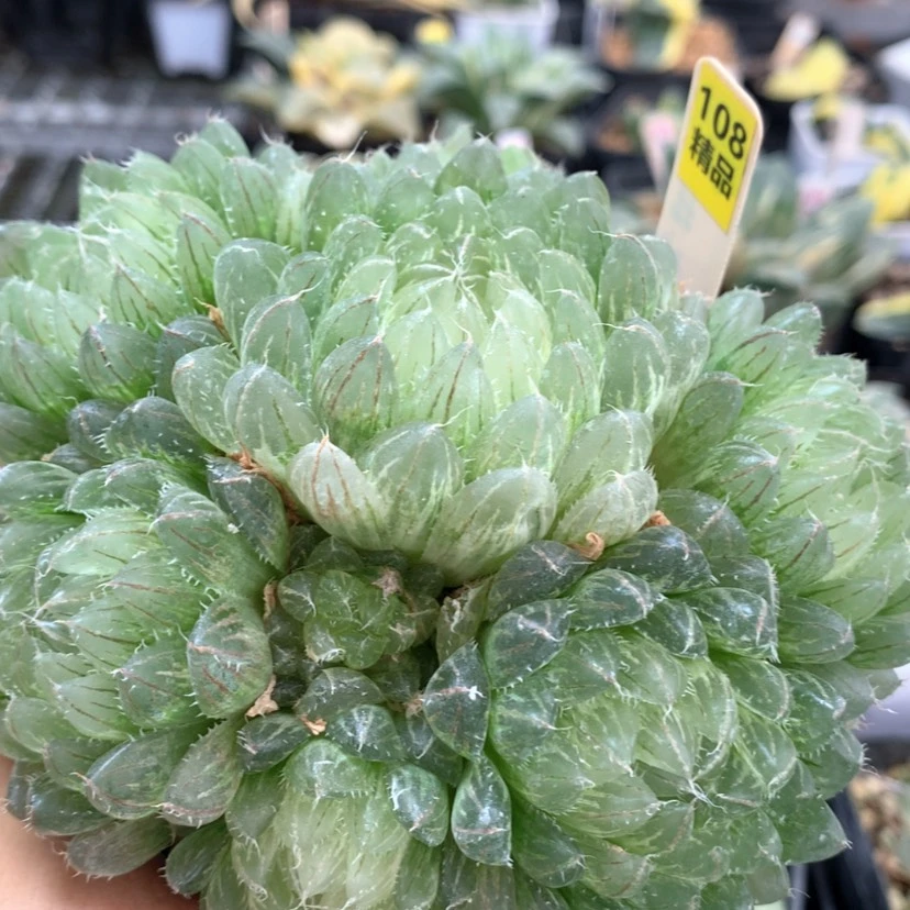 【闪购商品】108翠云