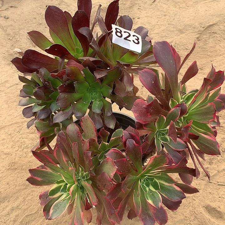 无花朵823金丝缺阴阳北