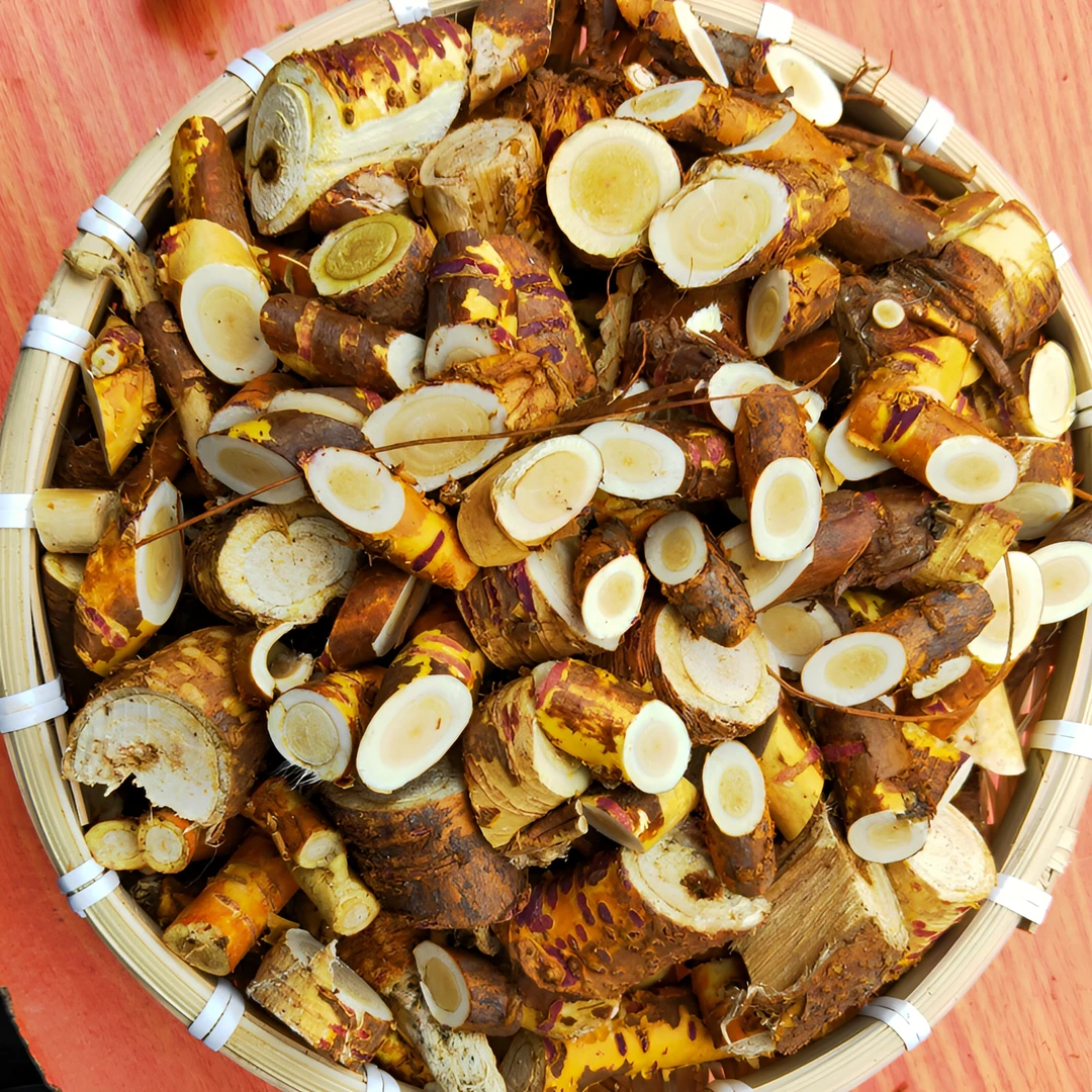 新鲜现挖桑树根新客体验