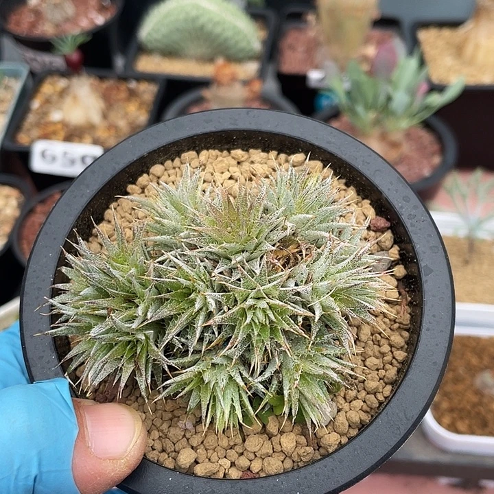 640玻利维亚坨坨凤多头