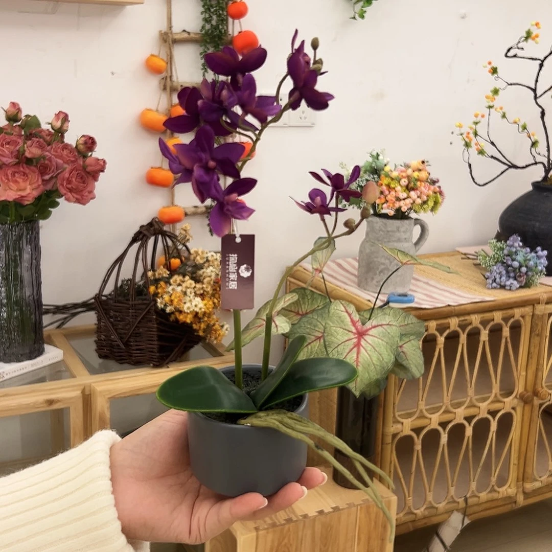 抖音直播福利一盆