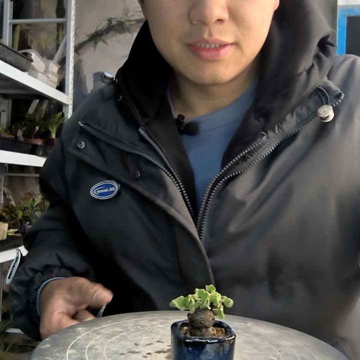 M***e小盆景小植物一物一拍410