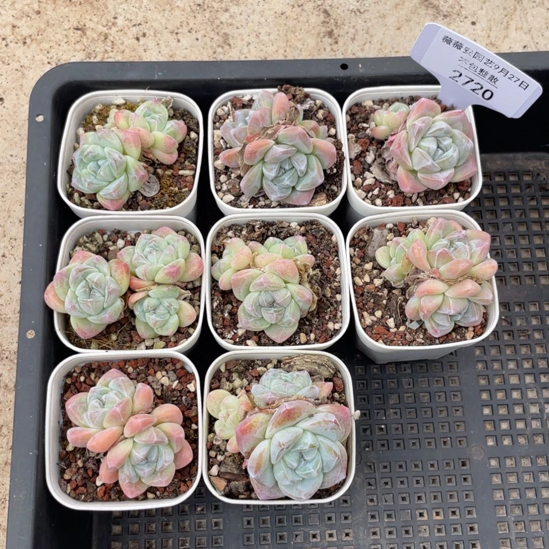 不包整散  盆子不售后2720