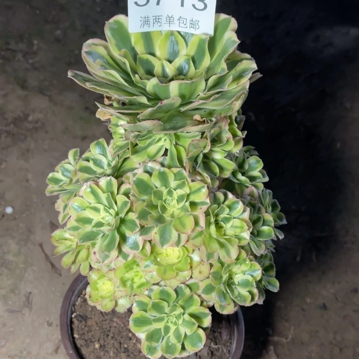 3713保时捷的的的