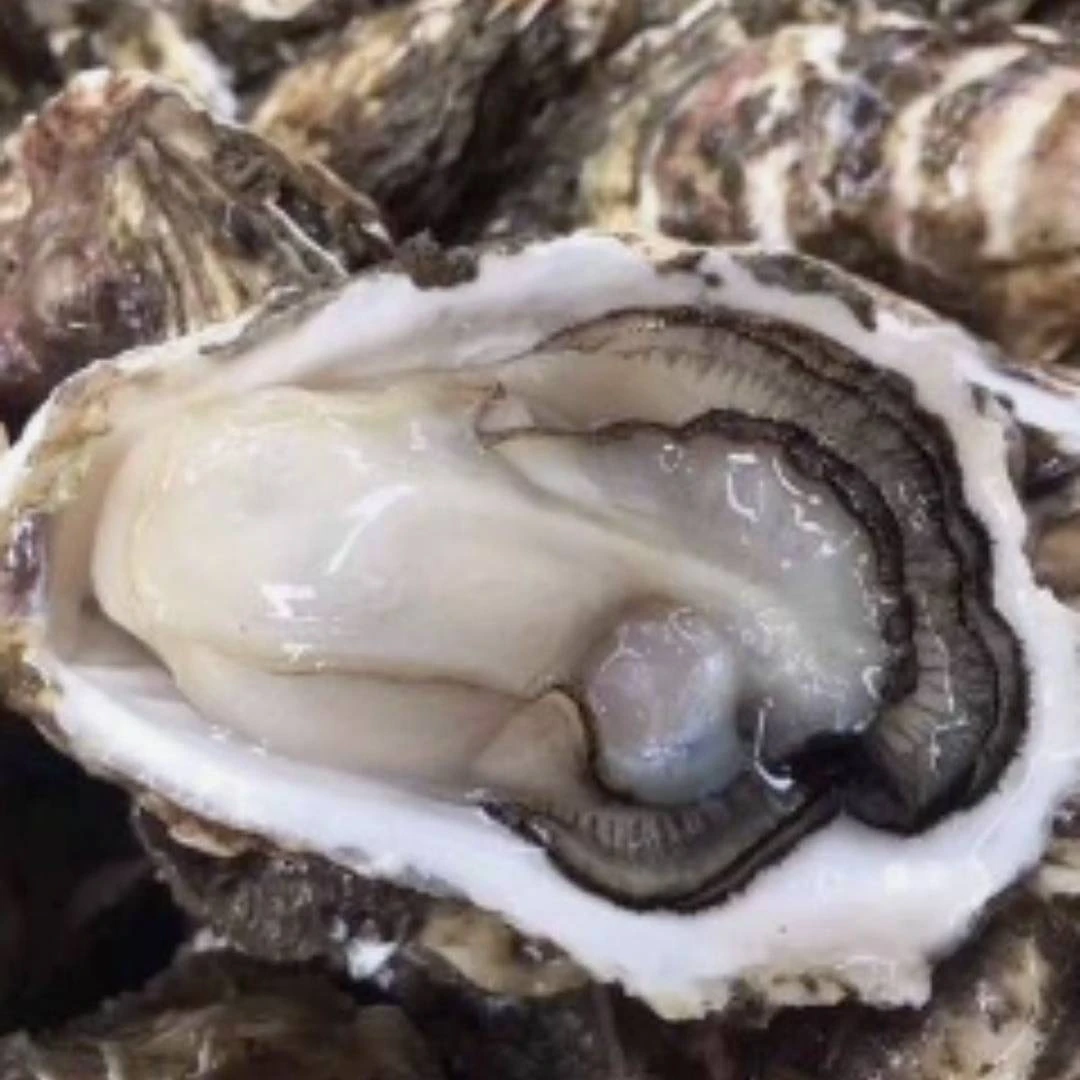 生蚝（2+）100g