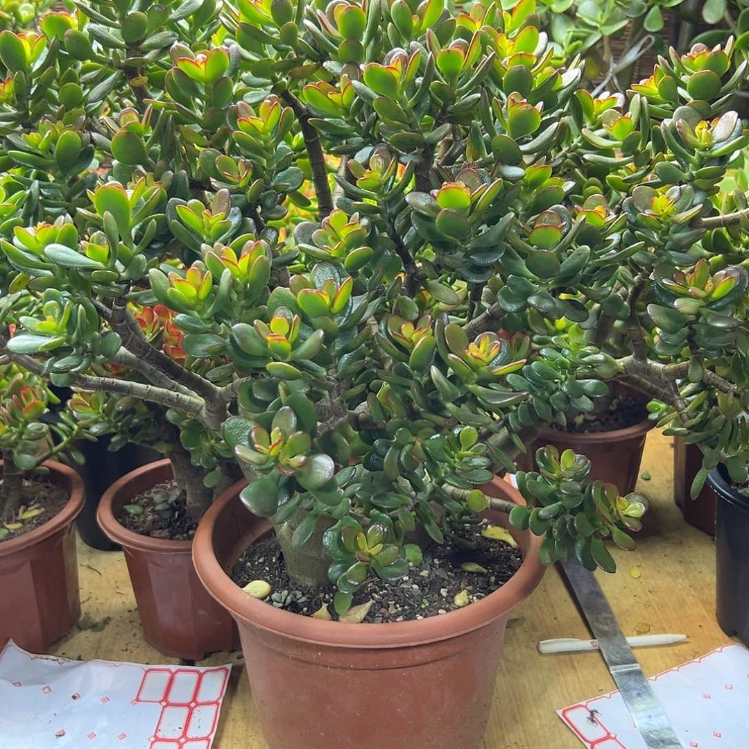 姬红老桩玉树一物一拍不退不换