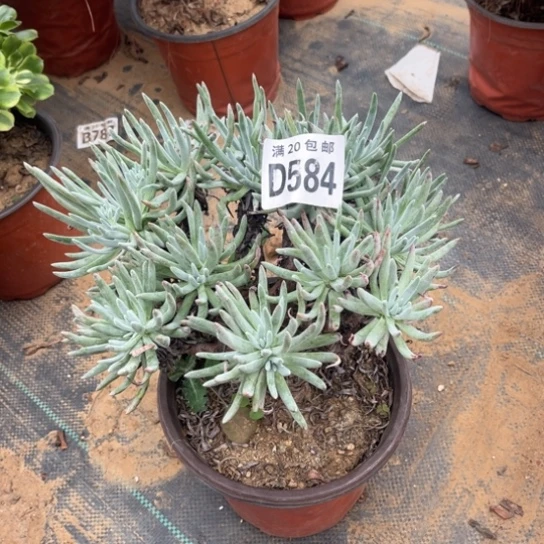 584爱度莉丝不包断枝