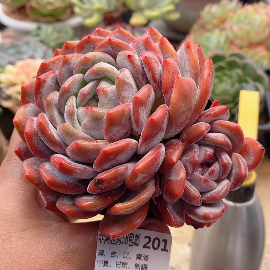 201橙子德华多肉