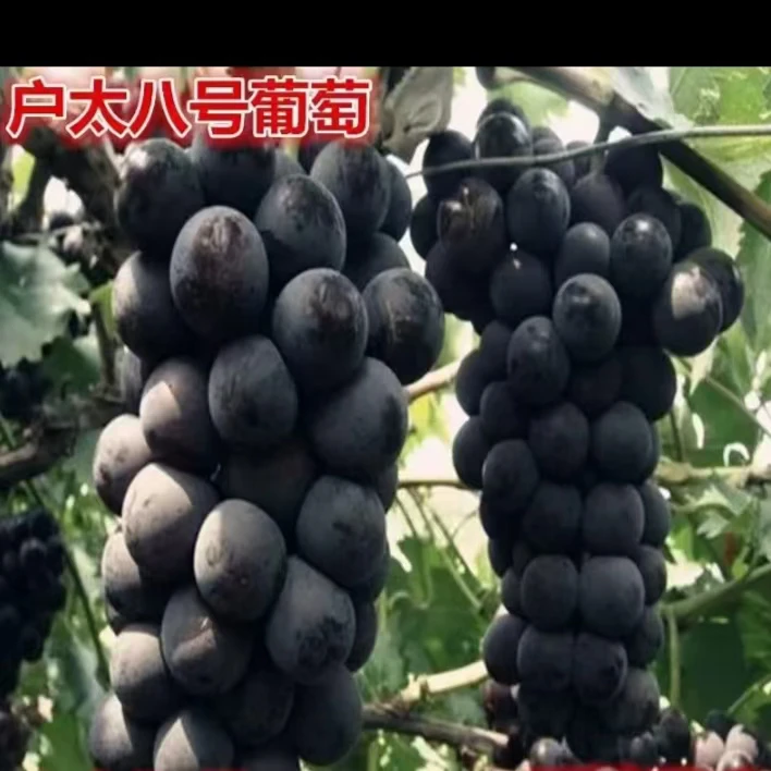 户太8号葡萄，庭院阳台大地均可种植，高产抗寒