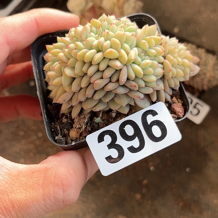 春*多肉植物一物一拍