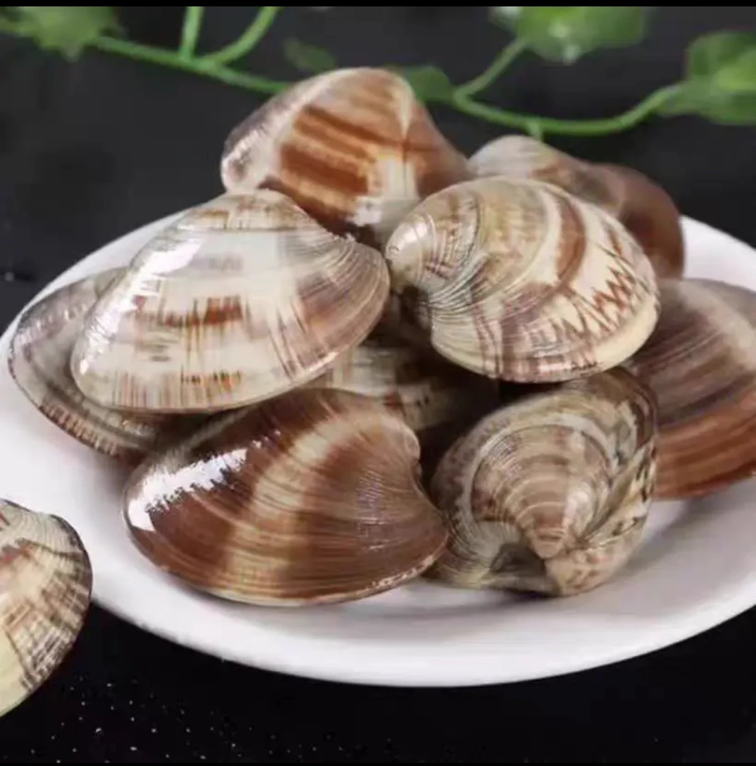 【新人专属】5斤鲜活大蛤蜊无沙美贝海鲜水产贝类直发肉质鲜嫩
