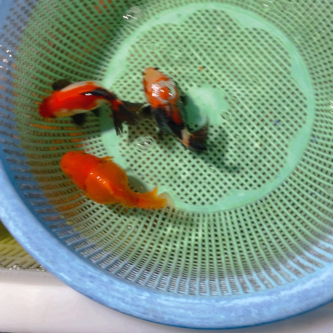 海水鱼花泰狮金鱼66