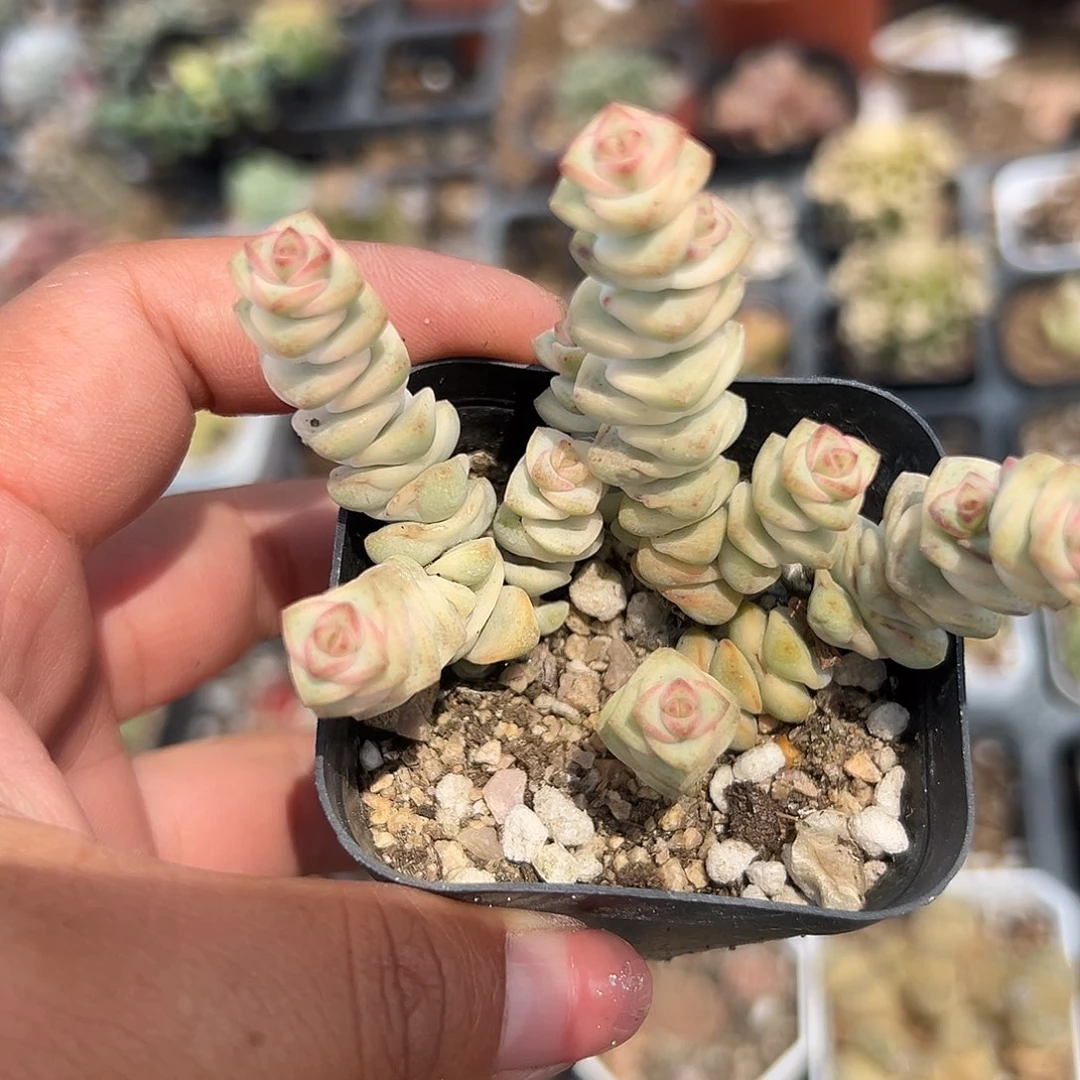 多肉植物多肉植物