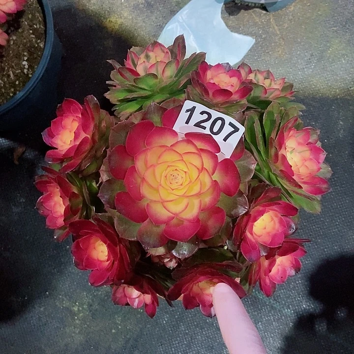 红陶1207荔枝4冠服20