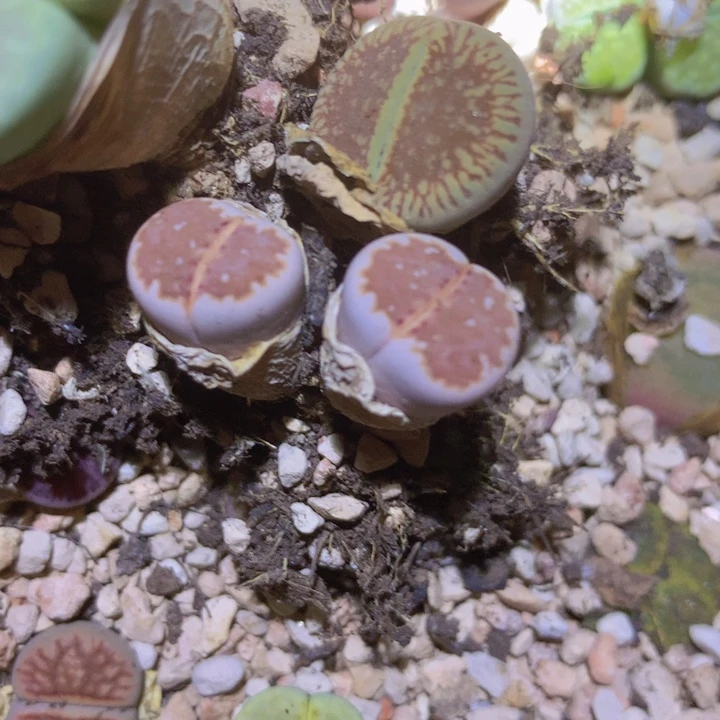 4886999999999996866665555