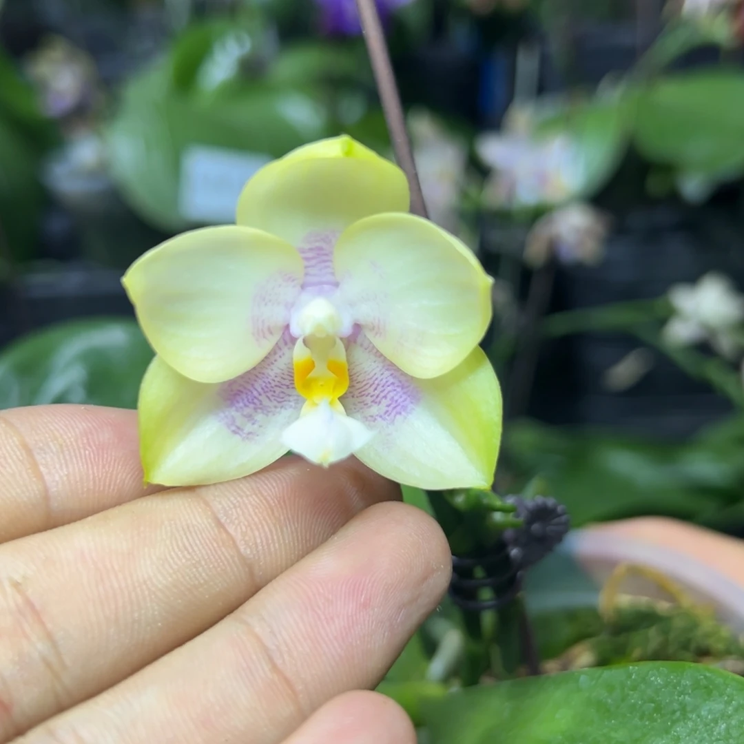 完全开放l683三寸ys1163