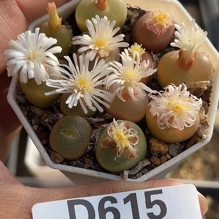 615号开播福利特价毛