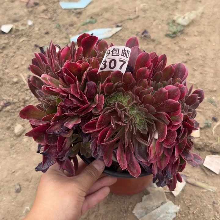 雅典娜缀……多肉植物……
