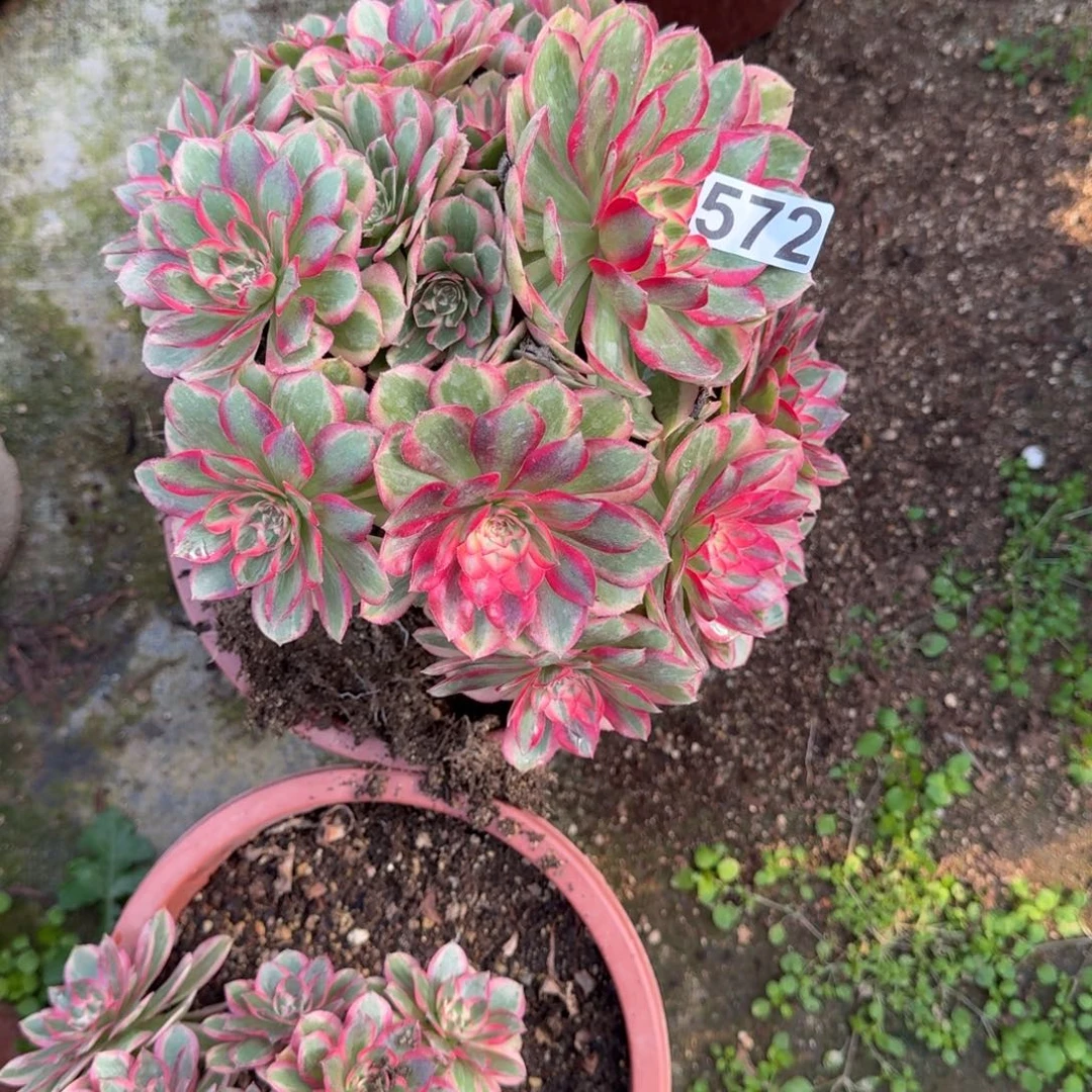 572多肉植物赤子心