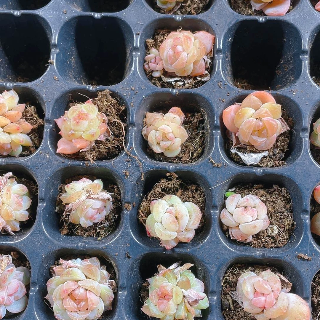 黄幽兰穴一个满25包邮