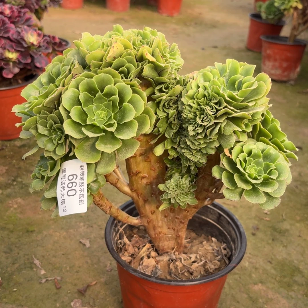 660绿羊绒缀化多肉植物