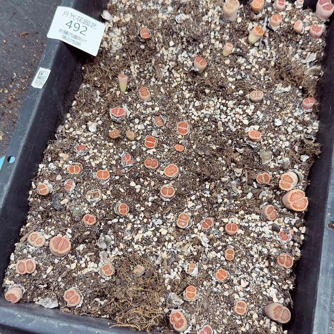 曾***来你要吃就去拿去492这个